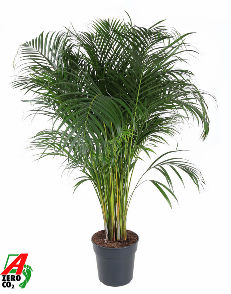 Dypsis Lutescens(Areca) P27.