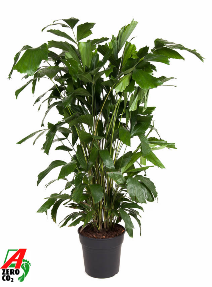 Caryota Mitis P27.