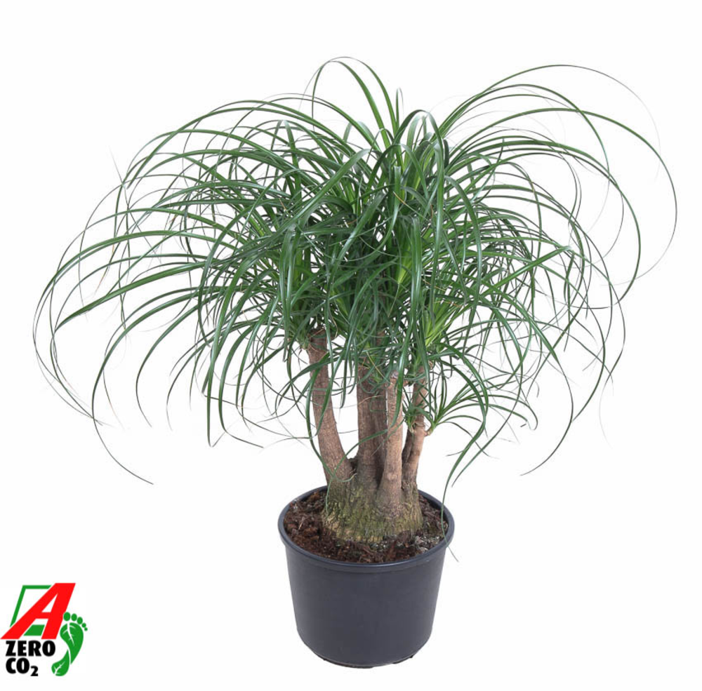 Beaucarnea vertakt P27 - 1,5ft.