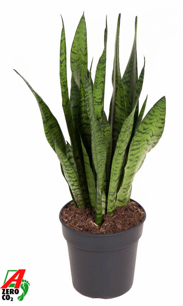 Sansevieria Zeylanica P19.