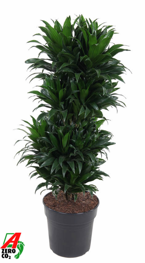 Dracaena Compacta vertakt P27.
