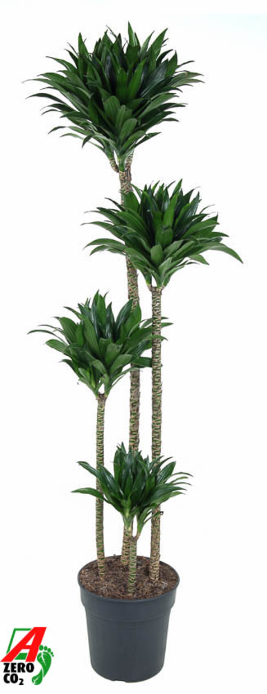 Dracaena Compacta 120-90-60-30.