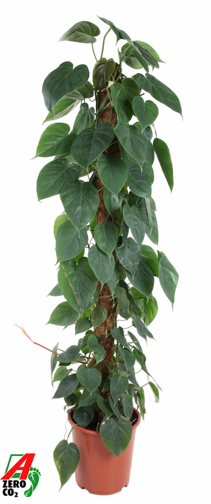 Philodendron Scandens Mosstok P27.