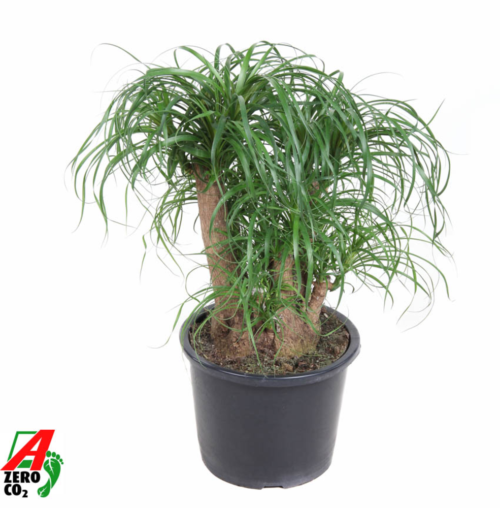 Beaucarnea vertakt P32 - 1,5ft.