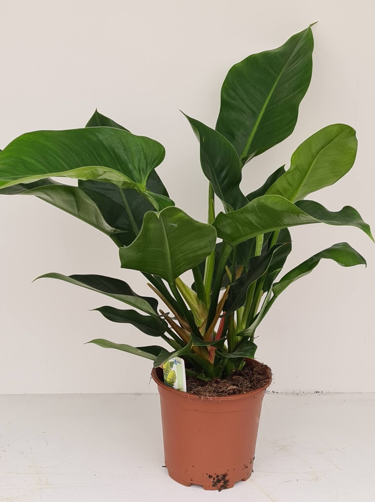 Philodendron Im. Green.