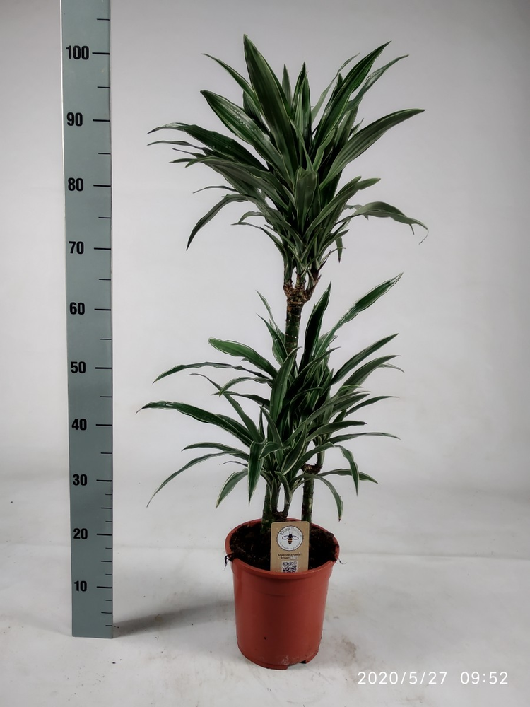 Dracaena Warneckei 60-30-15 100cm.
