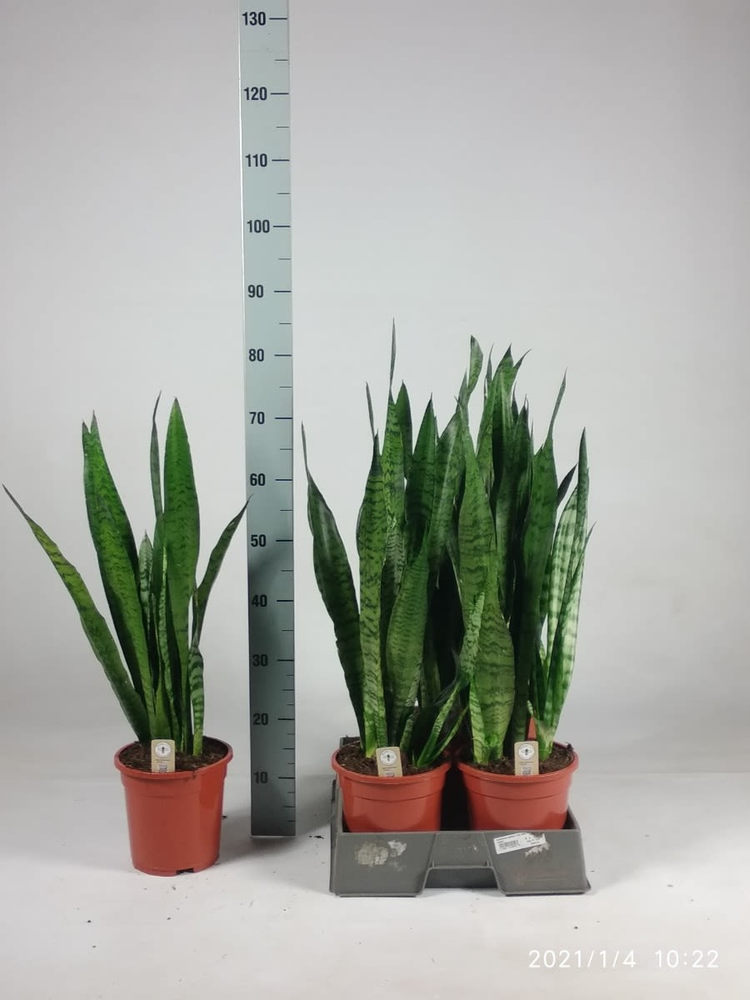 Sansevieria zeylanica 75cm.
