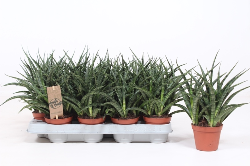 Sansevieria Fernwood Punk.