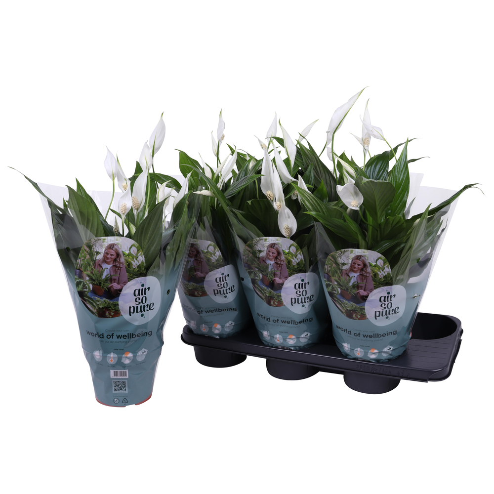 Air So Pure - Spathiphyllum Pearl Cupido 15cm.