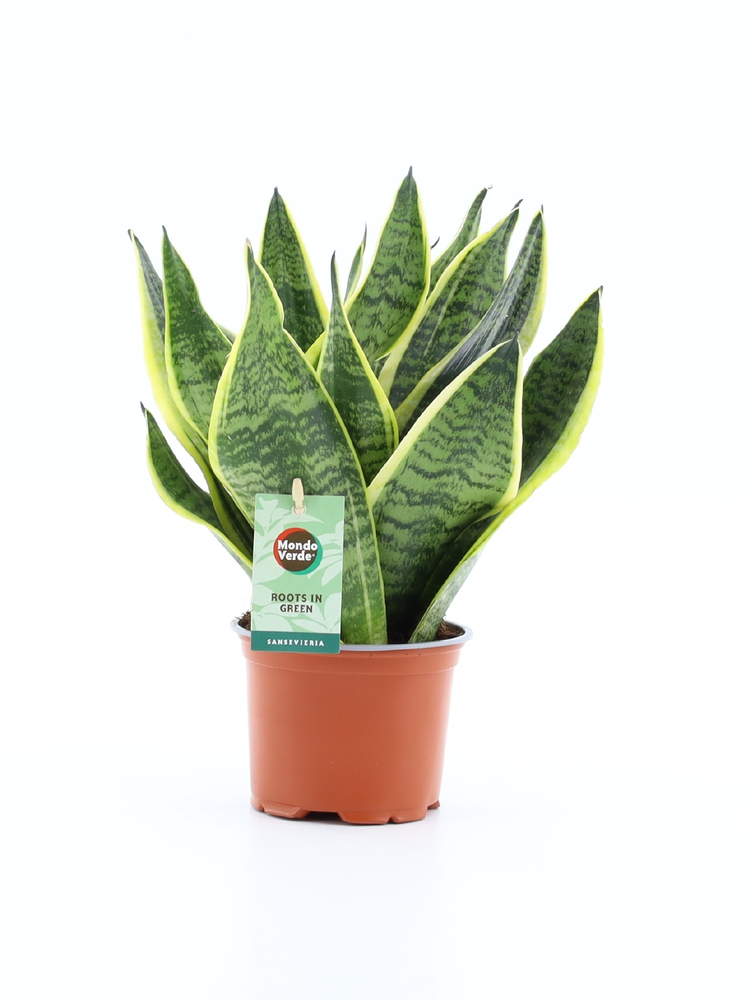 Sansevieria 'Futura Superba'.