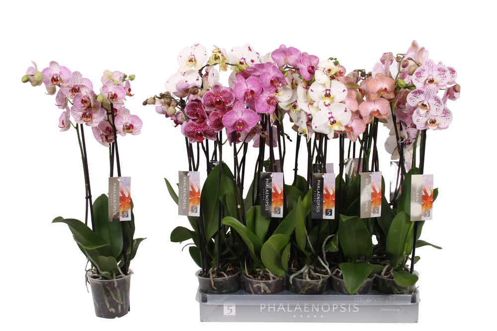 Phalaenopsis Specialty mix, 3-spike 22+.