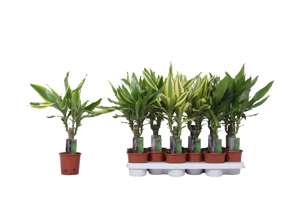Dracaena 3 color mix, 11 cm pot.