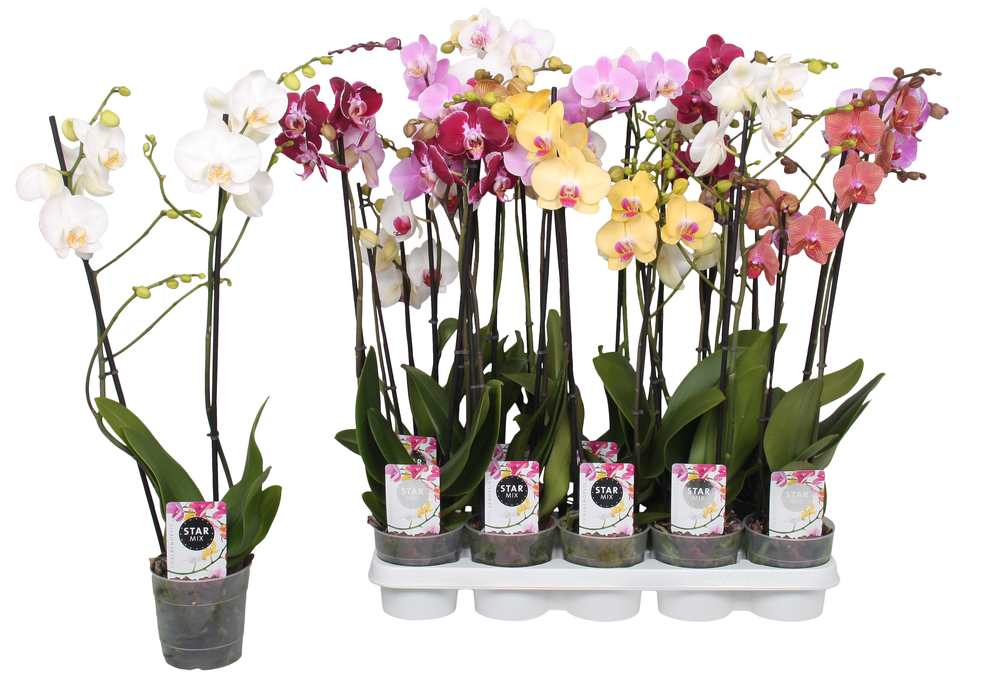 Phalaenopsis Star Mix, 2-spike 12+.