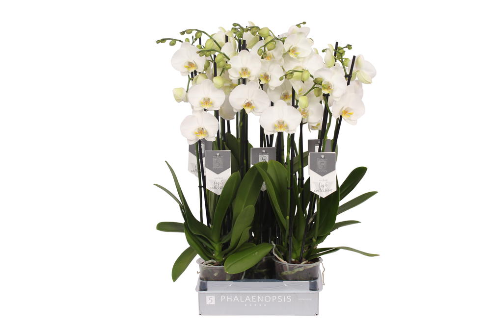 Phalaenopsis Nottingham, 4-spike 25+.
