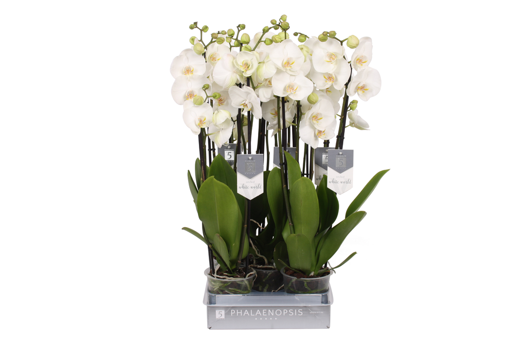 Phalaenopsis White World, 4-spike 25+.