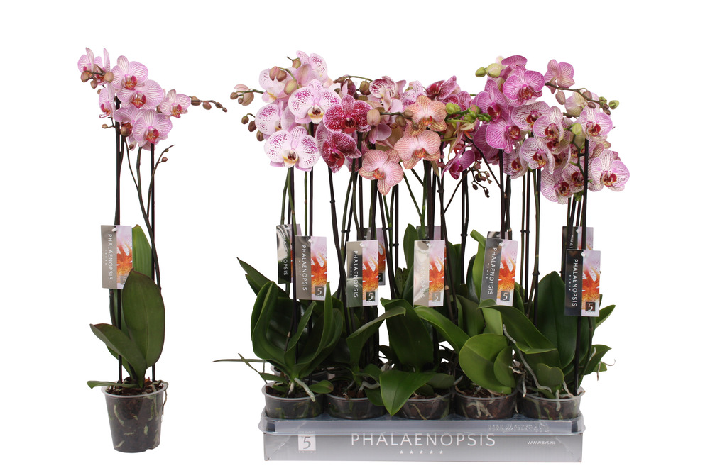 Phalaenopsis Specialty mix, 2-spike 18+.