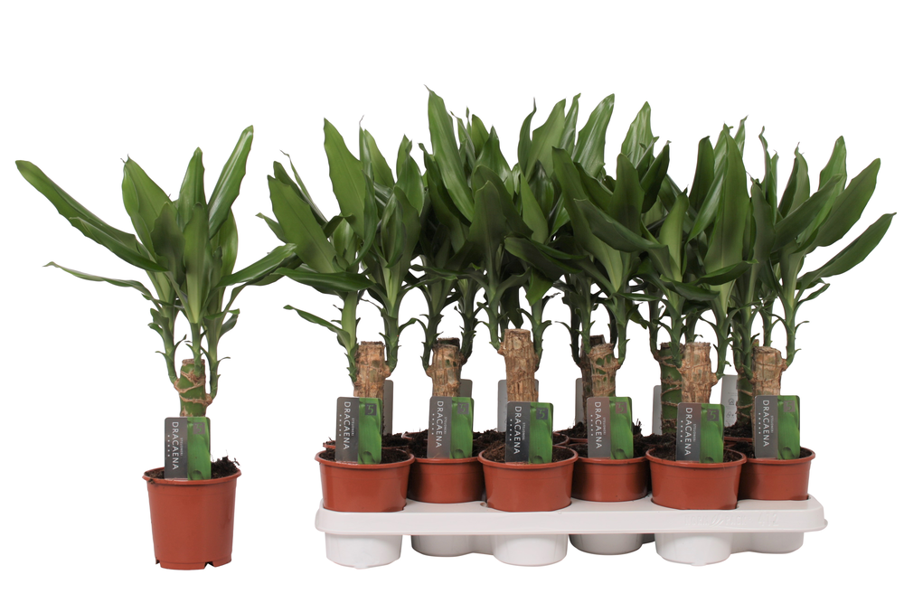 Dracaena Steudneri Green, 11 cm pot.