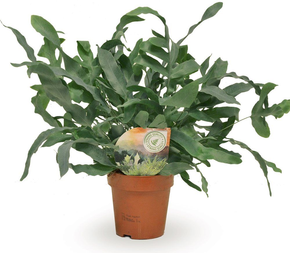 Phlebodium Blue Star.