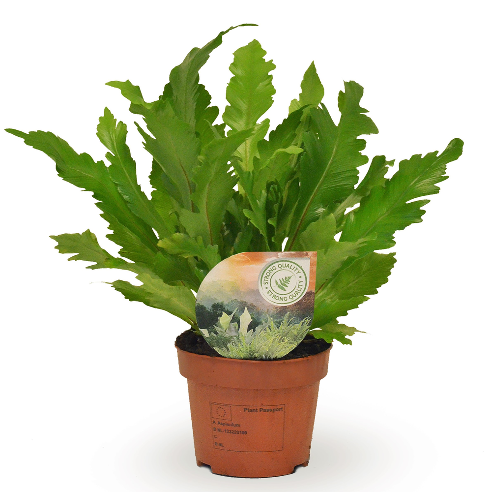 Asplenium Campio.