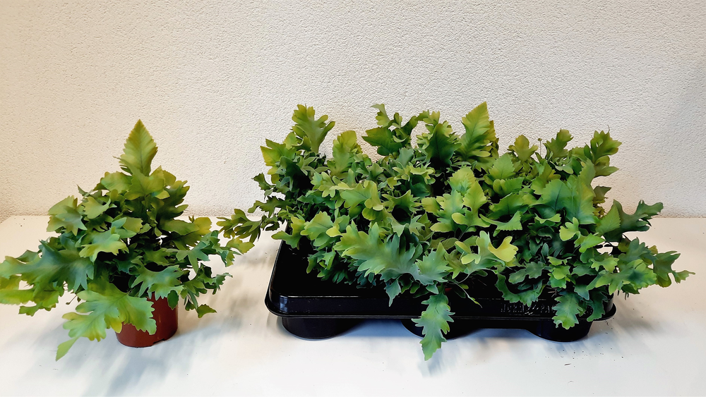 Phlebodium Davana.