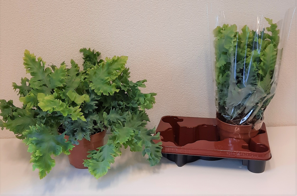 Phlebodium Davana.