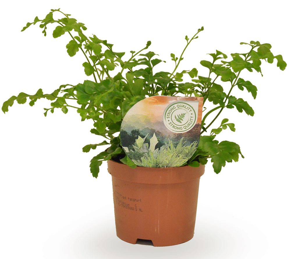Asplenium parvati.