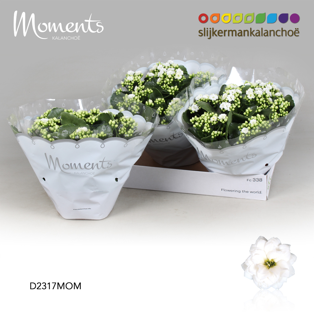 Kalanchoe Moments - White.