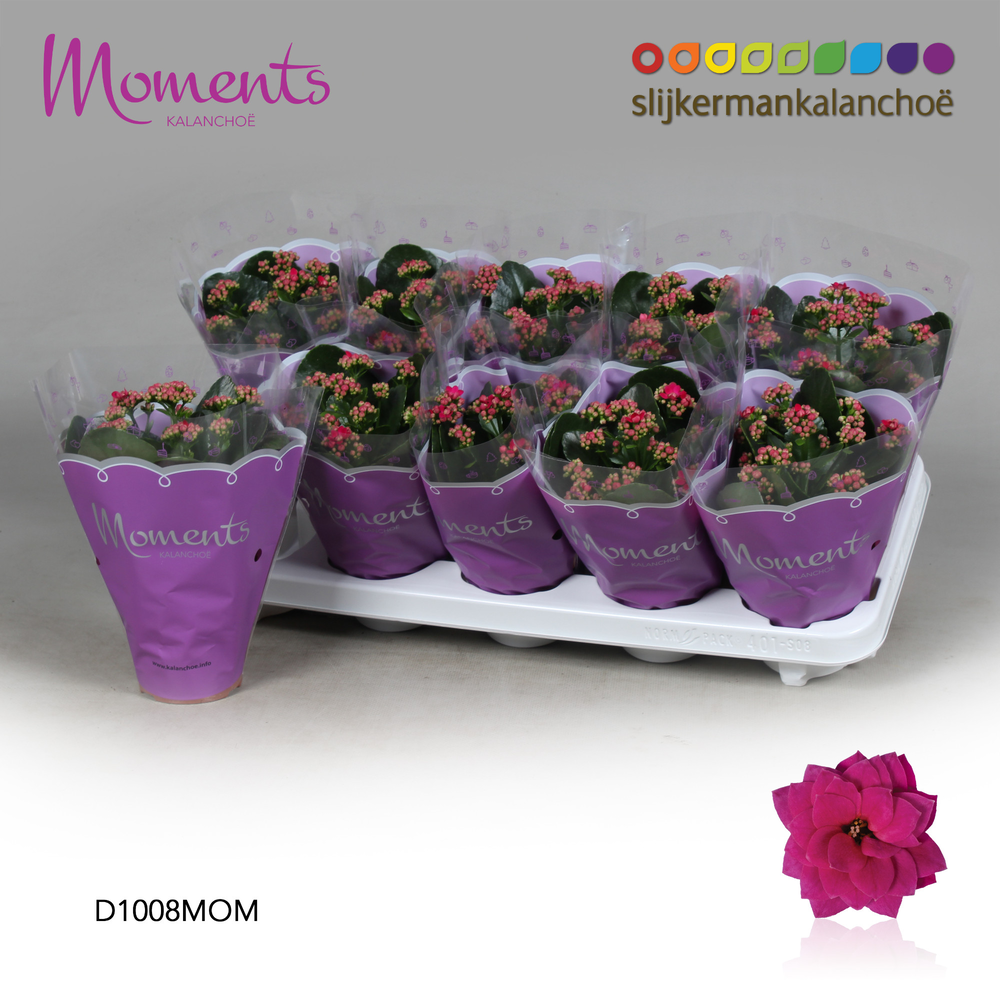 Kalanchoe Moments - Purple.