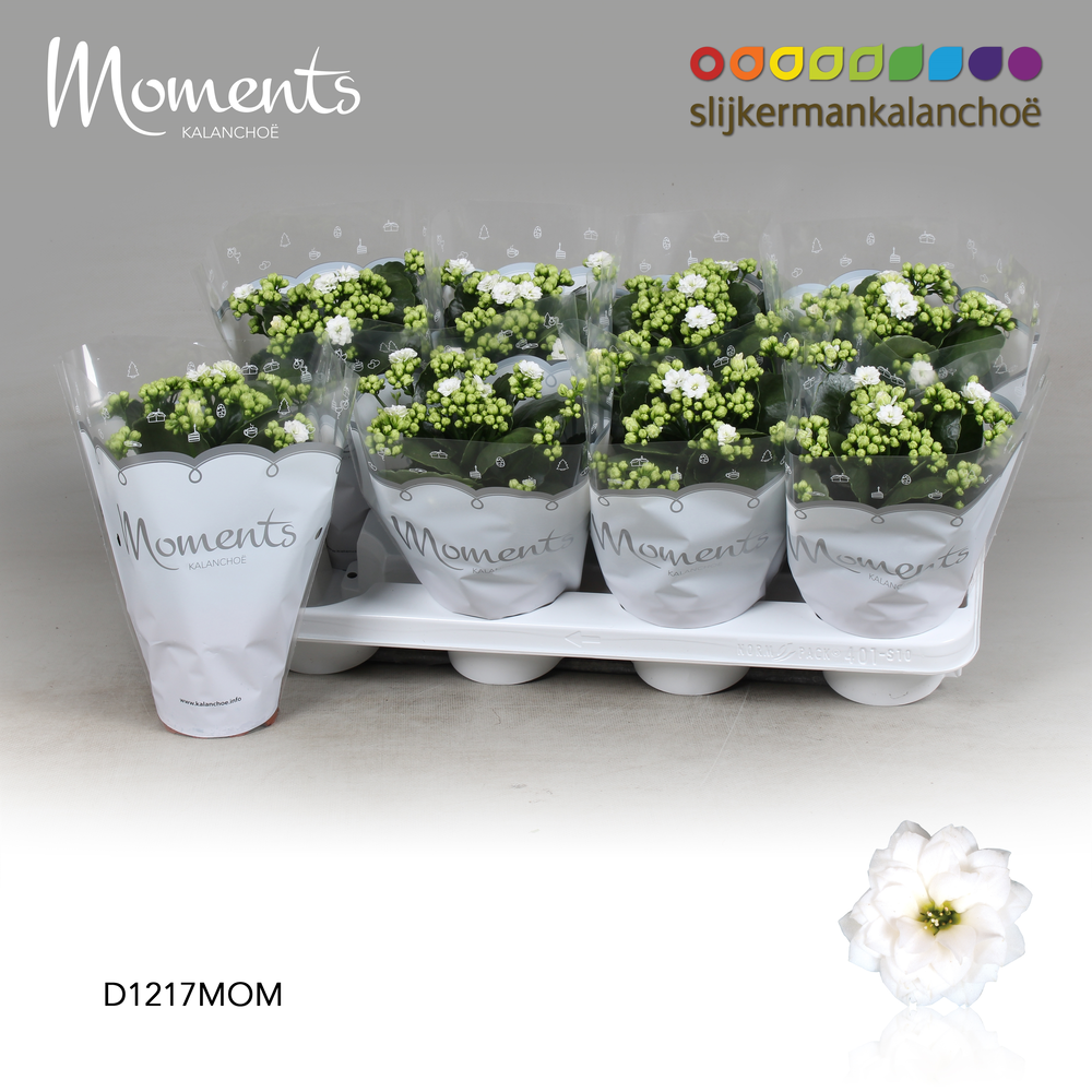 Kalanchoe Moments - White.