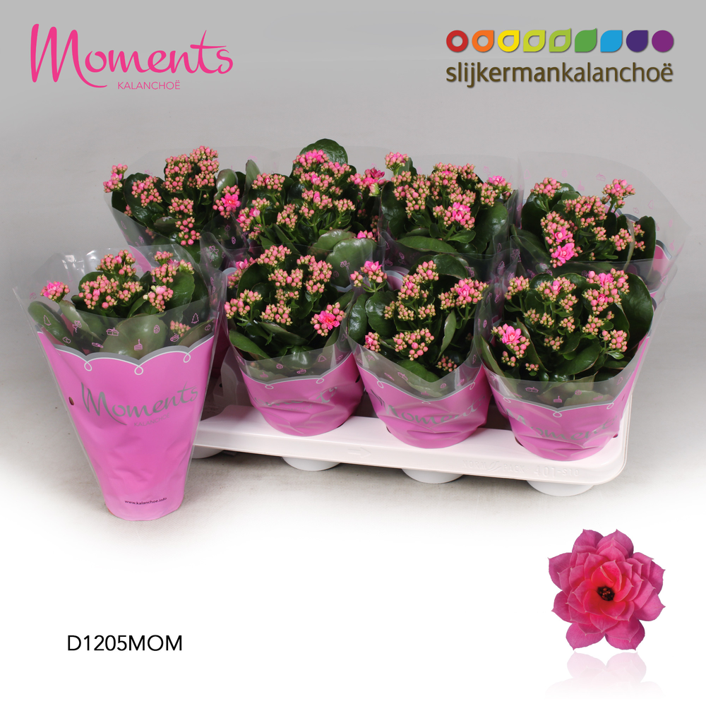 Kalanchoe Moments - Pink.