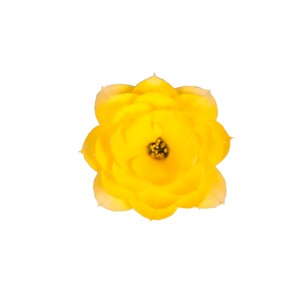 Kalanchoe Moments - Yellow.