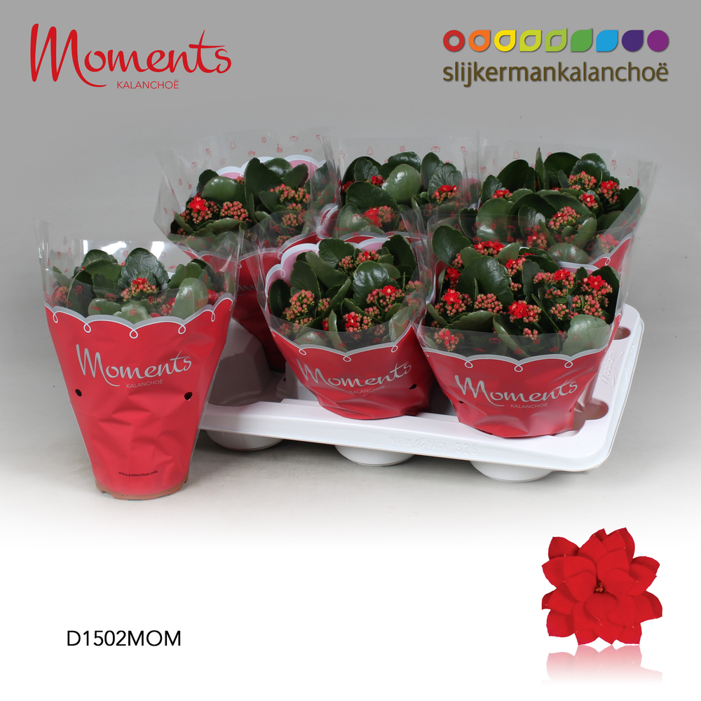 Kalanchoe Moments - Red.