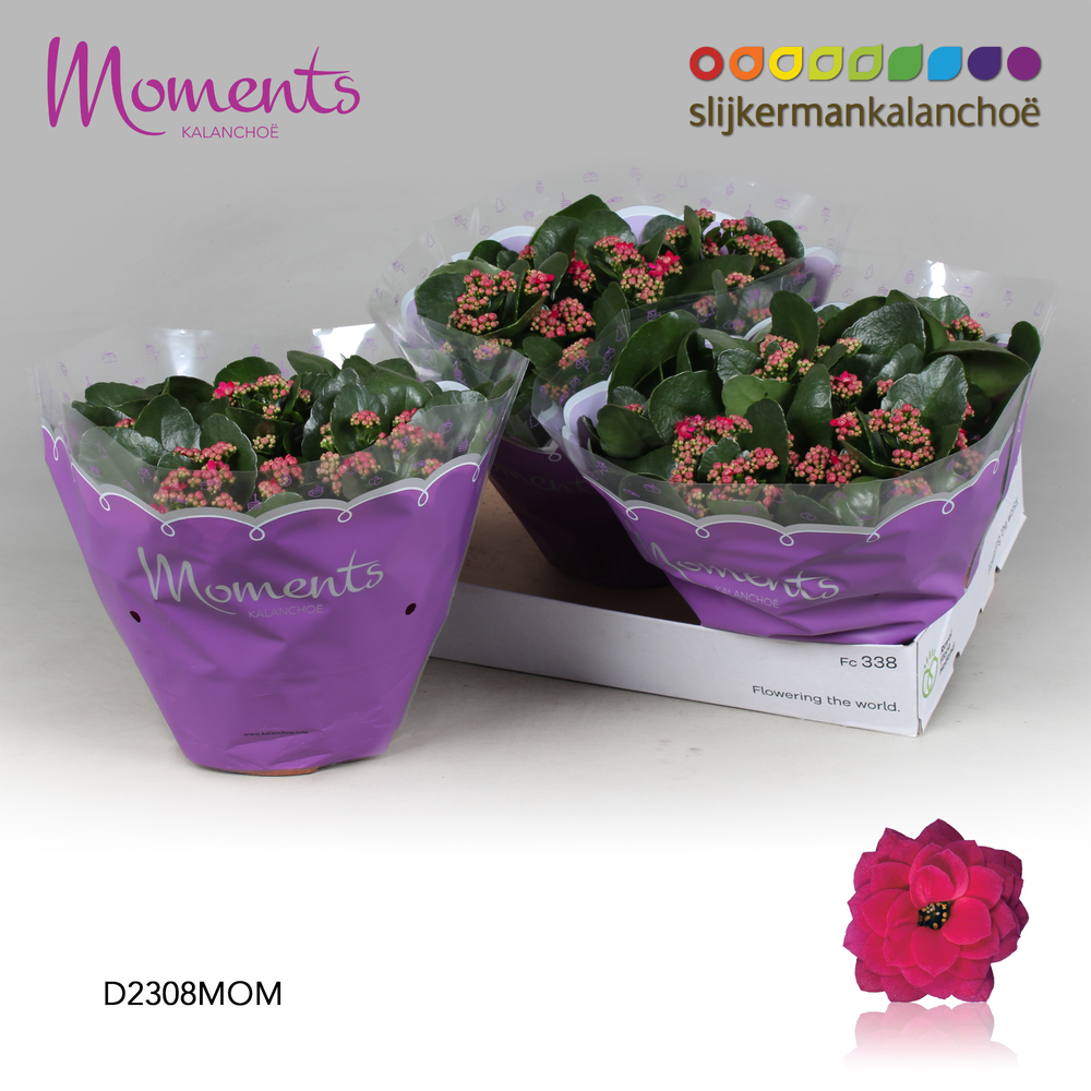 Kalanchoe Moments - Purple.