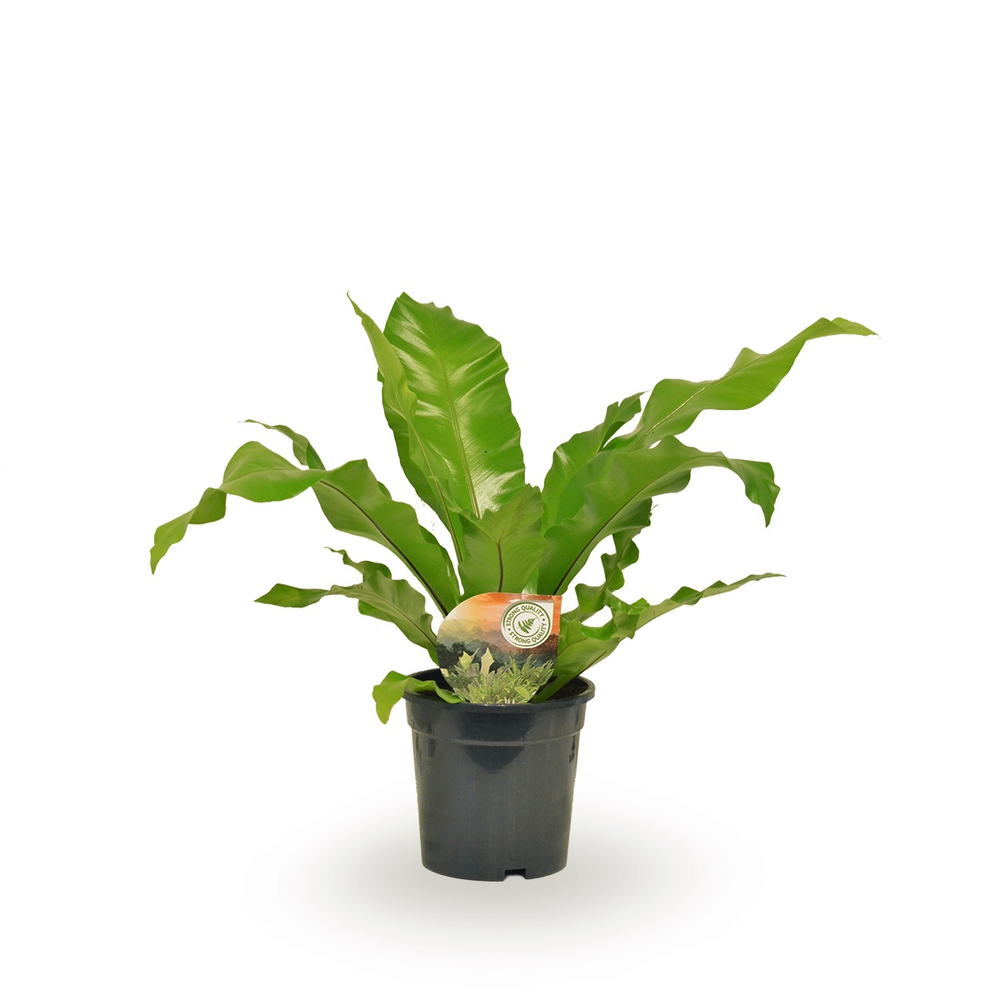 Asplenium nidus.