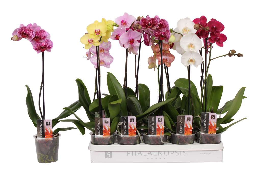 Phalaenopsis 5 color mix, 1-spike 6+.