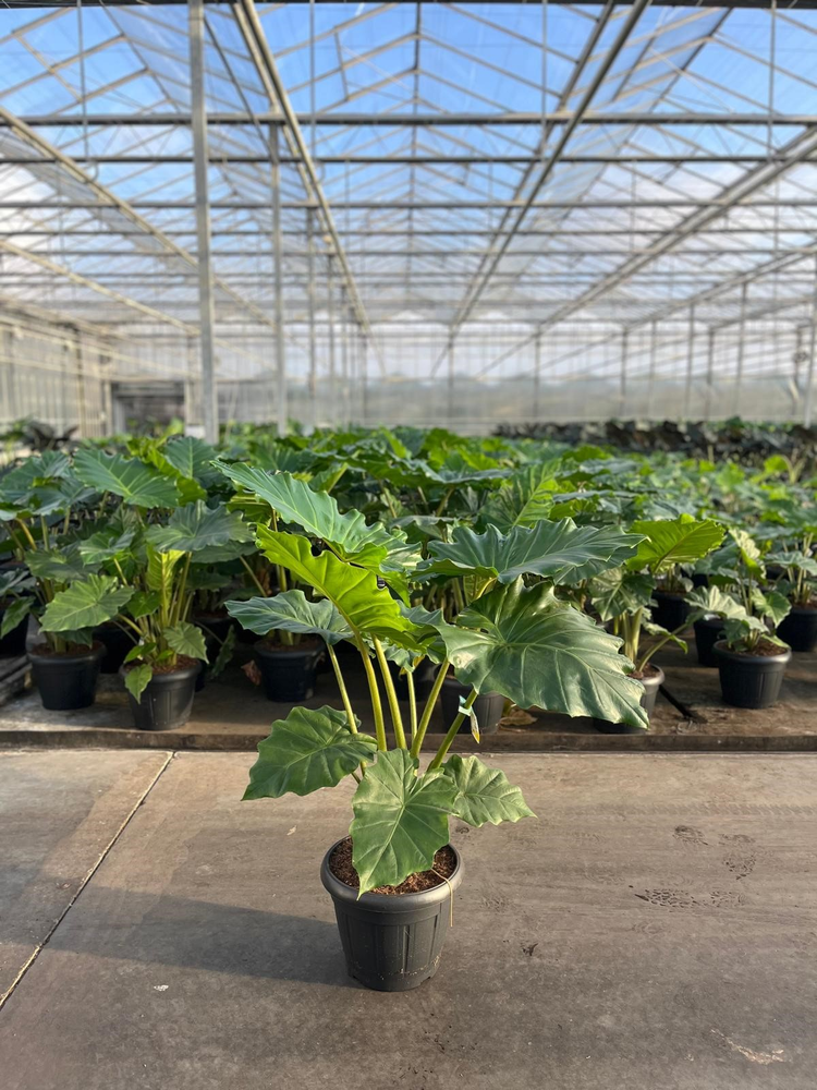 Alocasia Portodora 35c.