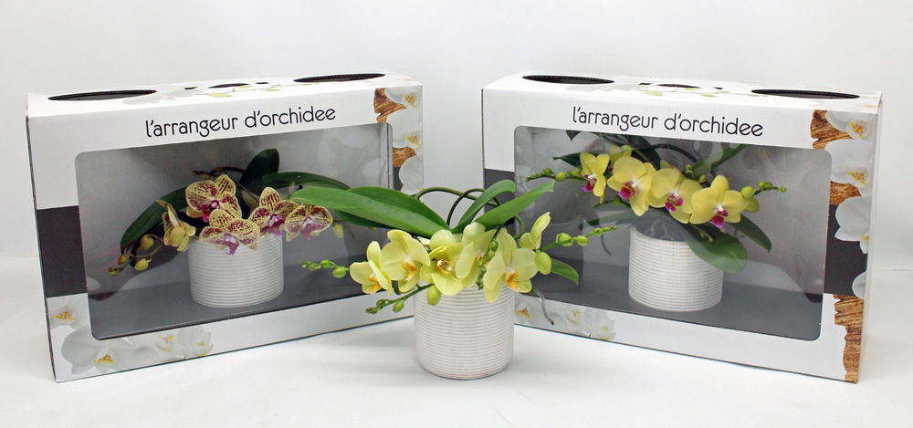 L'arrangeur D'orchidee GEEL (GROEN).
