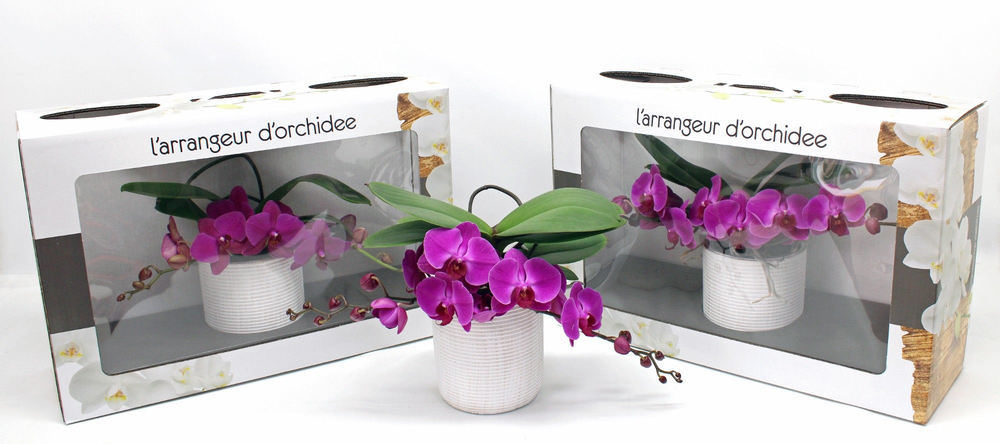 L'arrangeur D'orchidee Paars (RIJP).