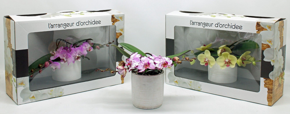 L'arrangeur D'orchidee Special (RIJP).