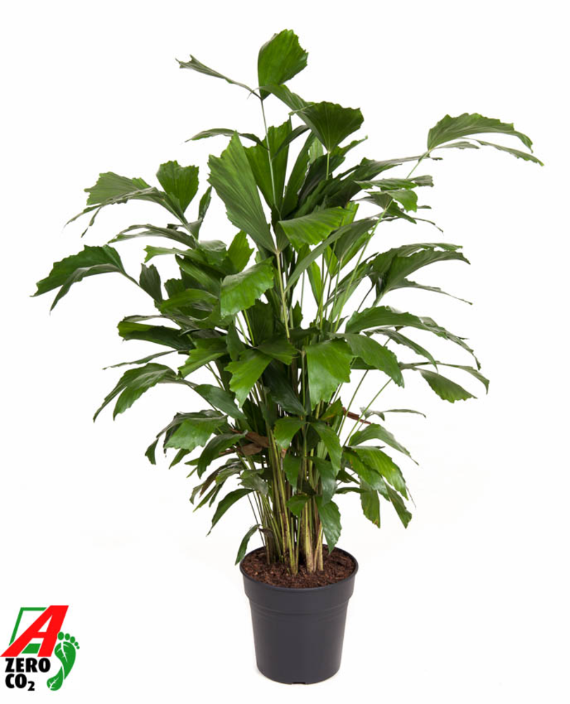 Caryota Mitis P21.