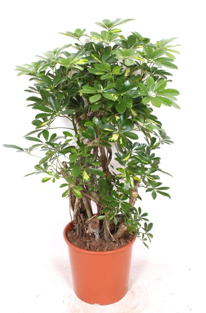 Schefflera Gold Capella.