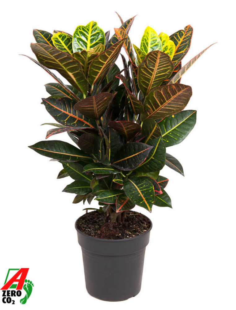 Codiaeum Petra vertakt P21.