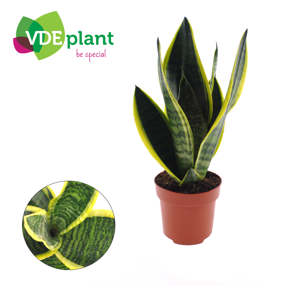 Sansevieria Futura Superba.