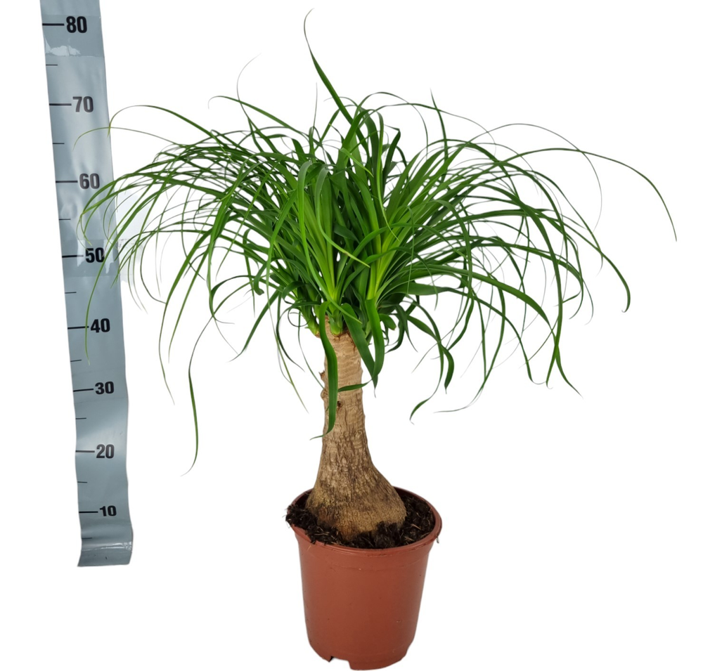 Beaucarnea 19 cm.