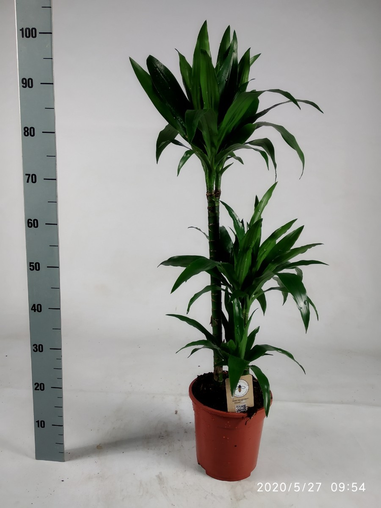 Dracaena Janet Craig 60-30-15 100cm.
