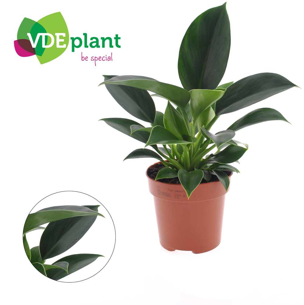 Philodendron Green Princess.