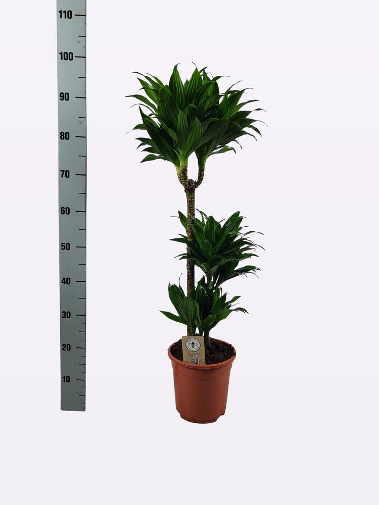 Dracaena compacta 60-30-15 95cm.