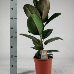 Ficus elastica Robusta 85cm
