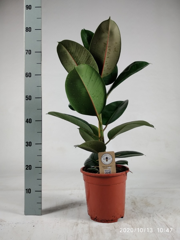 Ficus elastica Robusta 85cm.