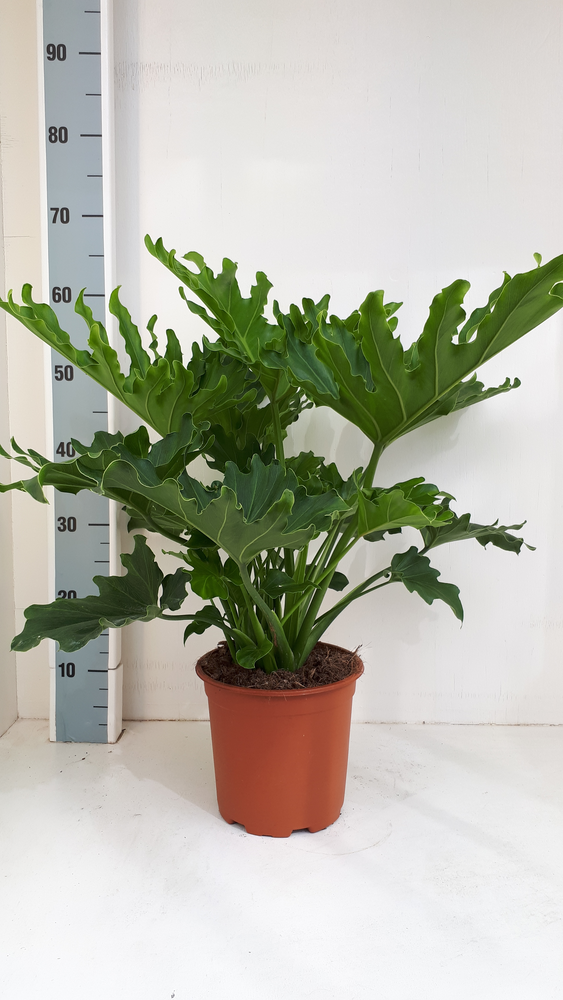 Philodendron selloum hope.